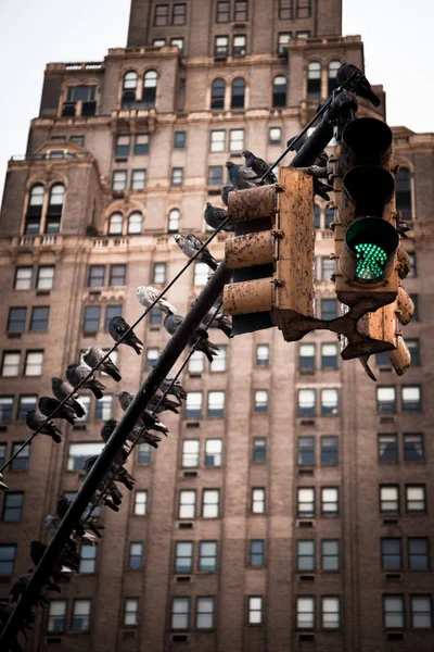 Semáforo Nueva York — Foto de Stock