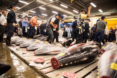 Japonya Tokyo Tsukiji Balık Pazarı - erken sabah dünyanın en büyük balık piyasalar