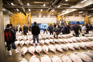 Japonya Tokyo Tsukiji Balık Pazarı - erken sabah dünyanın en büyük balık piyasalar