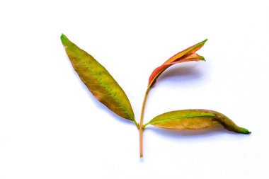 Nar dal ve yaprakları beyaz izole arka planda.