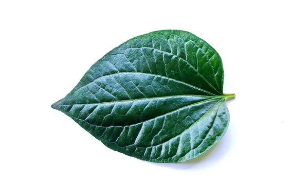 Wildbetal Leafbush Piper Sarmentosum Roxb Beyaz Izole Zemin Üzerine Bırakır — Stok fotoğraf