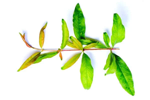 Ramo Melograno Foglie Sfondo Bianco Isolato — Foto Stock