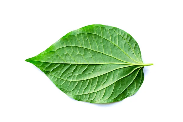 Foglie Wildbetal Leafbush Piper Sarmentosum Roxb Sfondo Bianco Isolato Erbe — Foto Stock