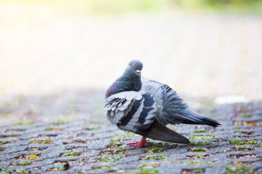 Ücretsiz street yürüyüş güvercin. Park ve yemek bulma güneş ışığı altında.
