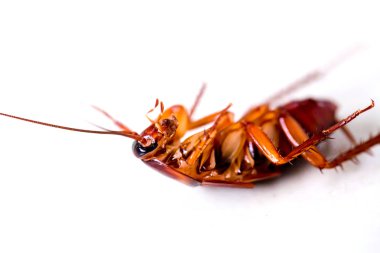 Selective focus to cockroach on white isolated background. It crawling around the kitchen and home. clipart