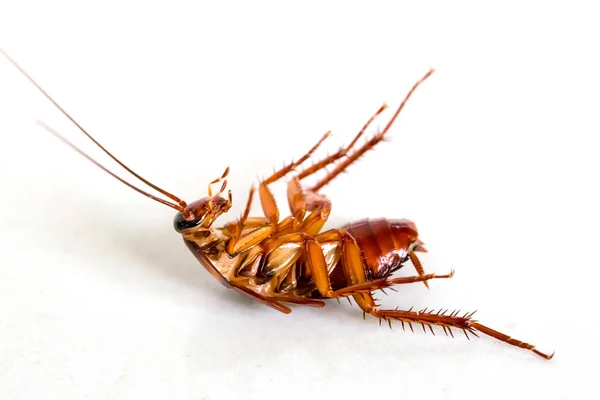 Selective Focus Cockroach White Isolated Background Crawling Kitchen Home — Stock Photo, Image