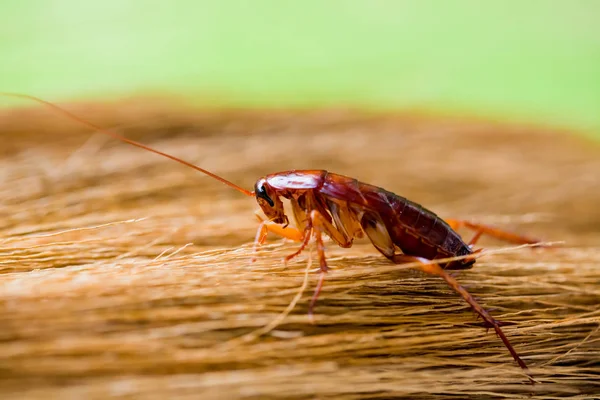 Selective Focus Cockroach Brown Broom Garden Green Background Crawling Kitchen — Stock Photo, Image