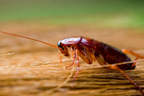 Enfoque Selectivo Cucaracha Escoba Marrón Con Fondo Verde Jardín Arrastra — Foto de Stock