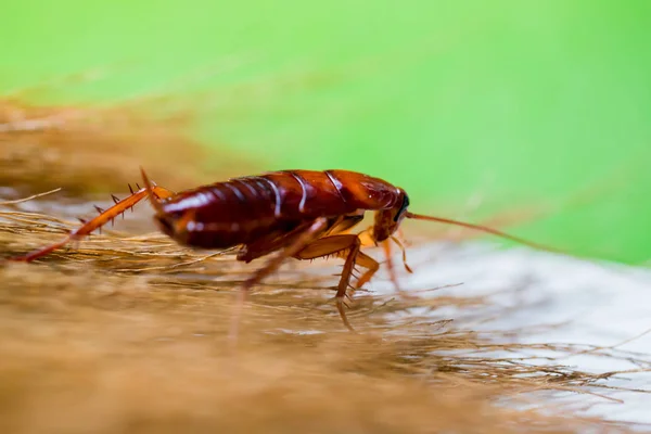 Selective Focus Cockroach Brown Broom Garden Green Background Crawling Kitchen — Stock Photo, Image