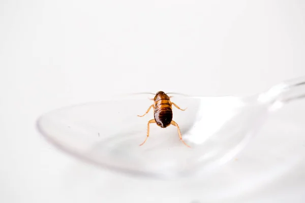 Selective Focus Cockroach Plastic Spoon White Isolate Background Crawling Kitchen — Stock Photo, Image