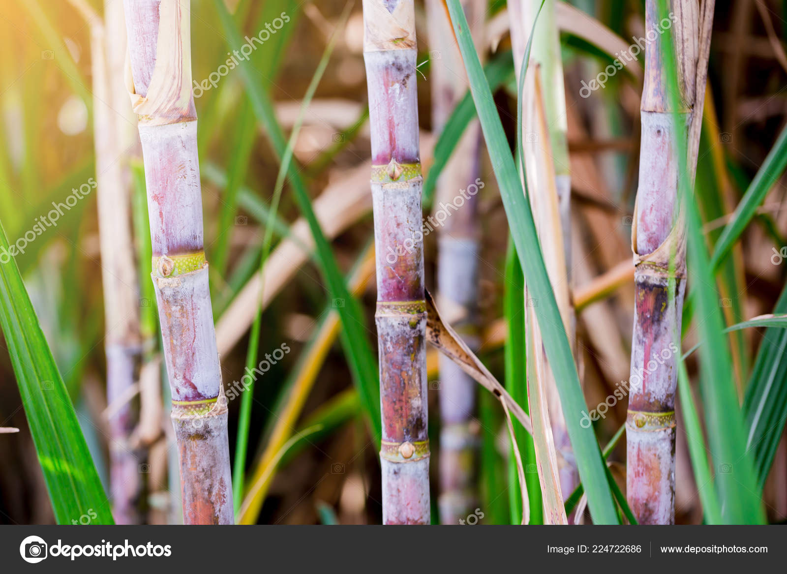 Sugar Cane Plants Growth Field Raw Material Sugar Production