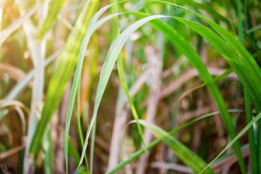 şeker kamışı yaprak yeşil zemin üzerine. Şeker üretiminin ham madde olduğunu.