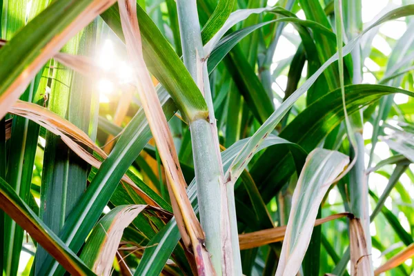 Hoja Caña Azúcar Sobre Fondo Verde Materia Prima Producción Azúcar — Foto de Stock