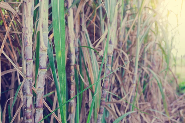 Cukornád Növények Növekedés Mezőben Cukor Termelési Alapanyag — Stock Fotó