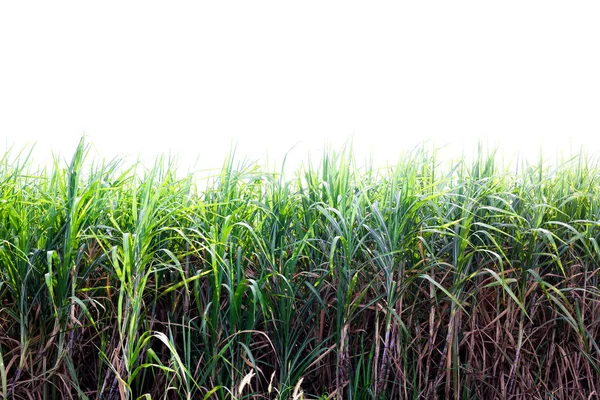 Sockerrör Fältet Med Vit Isolerade Bakgrund Det Råmaterial För Sockerproduktion — Stockfoto