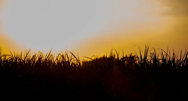 Sonnenuntergang Über Dem Zuckerrohrfeld Zuckerrohrfeld Mit Isoliertem Hintergrund — Stockfoto