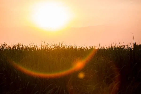 Puesta Sol Sobre Campo Caña Azúcar Campo Caña Azúcar Con — Foto de Stock