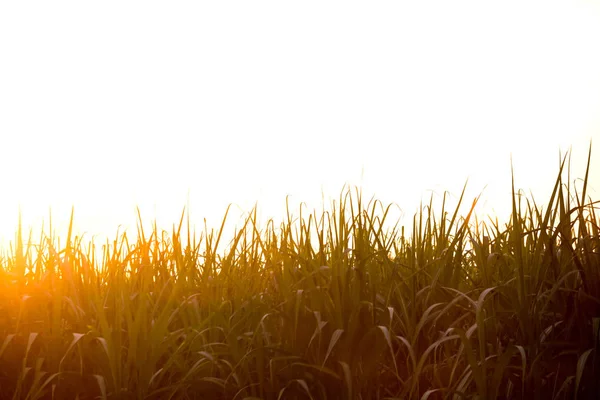 Puesta Sol Sobre Campo Caña Azúcar Campo Caña Azúcar Con — Foto de Stock