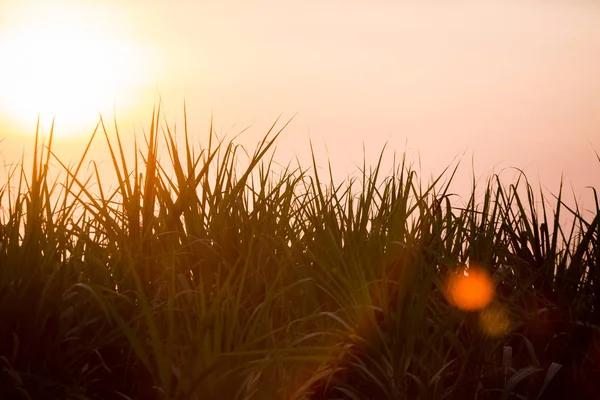 Sunset over sugar cane field. Sugarcane field with isolated background.