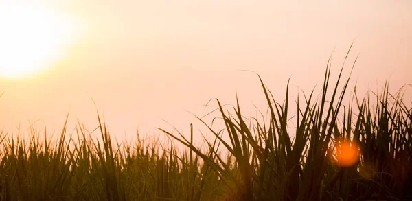 Puesta Sol Sobre Campo Caña Azúcar Campo Caña Azúcar Con — Foto de Stock