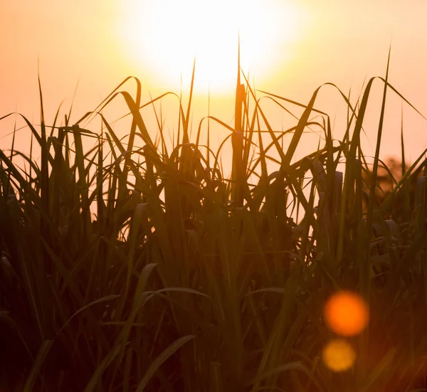 Puesta Sol Sobre Campo Caña Azúcar Campo Caña Azúcar Con — Foto de Stock