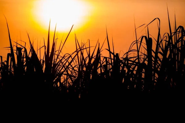 Puesta Sol Sobre Campo Caña Azúcar Campo Caña Azúcar Con — Foto de Stock