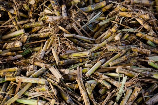 Cane pieces from sugar cane cutter for sugar factory. Sugar mill factory concepts.