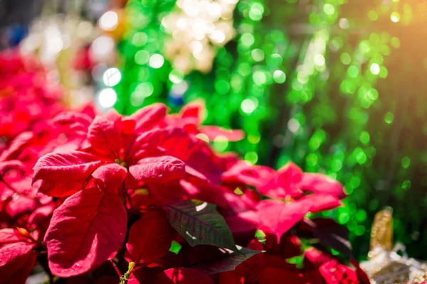 Rode Poinesettia Boom Voor Kerstmis Vakantie Achtergrond Met Selectieve Aandacht — Stockfoto