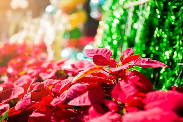 Rode Poinesettia Boom Voor Kerstmis Vakantie Achtergrond Met Selectieve Aandacht — Stockfoto