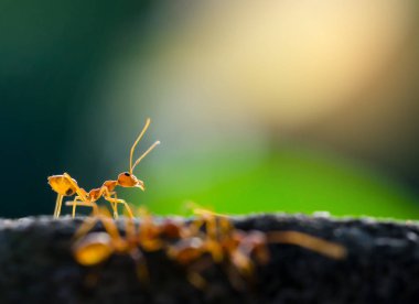 Makro çekim seçici odak ile doğada kırmızı karınca. Liderlik ve ekip çalışması anlayışı.