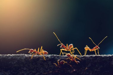 Makro çekim seçici odak ile doğada kırmızı karınca. Liderlik ve ekip çalışması anlayışı.