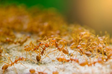 Makro çekim seçici odak ile doğada kırmızı karınca. Liderlik ve ekip çalışması anlayışı.