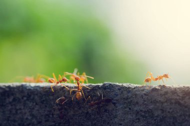 Makro çekim seçici odak ile doğada kırmızı karınca. Liderlik ve ekip çalışması anlayışı.