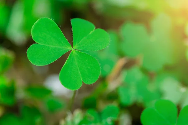 Woodsorrell Strisciante Oxalis Corniculata Trifoglio Verde Foglia Con Terreno Sfocato — Foto Stock