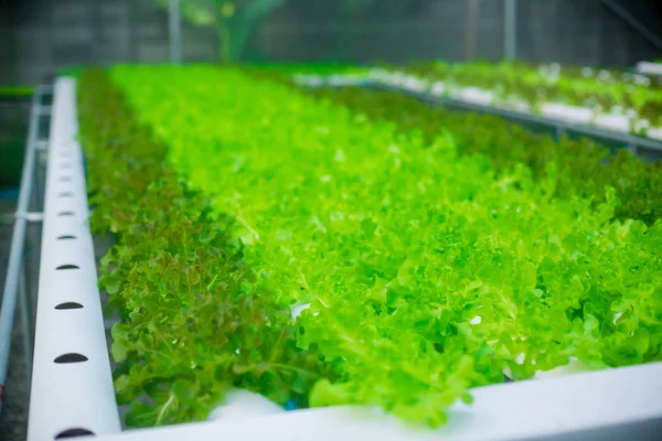 Fazenda Cultivo Vegetais Orgânicos Legumes São Frescos Limpos Produtos Químicos — Fotografia de Stock