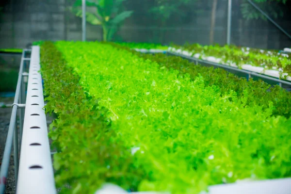 Granja Hortícola Ecológica Verduras Son Frescas Limpias Productos Químicos — Foto de Stock