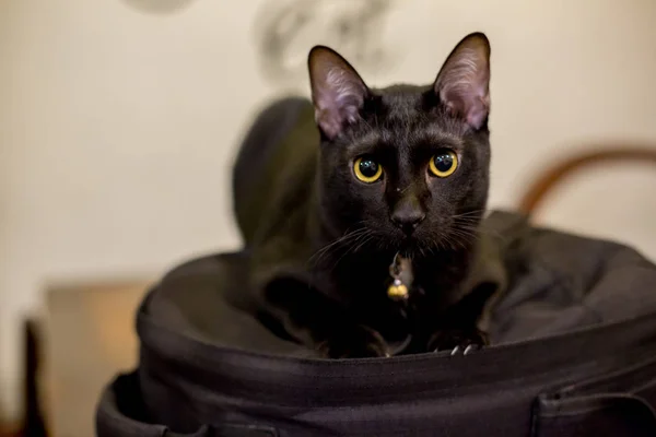 Black cats sleep in black backpacks