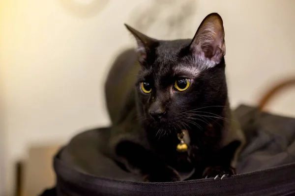 Black Cats Sleep Black Backpacks — Stock Photo, Image