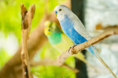 mavi ve beyaz muhabbet kuşu papağan ağaç dalı kafeste oturur kapat.