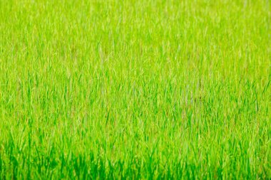 Yeşil paddy alan arka plan, sadece çiftçiler tarafından yerleştirilmiş oldu pirinç tarlaları için