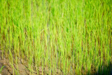 Yeşil paddy alan arka plan, sadece çiftçiler tarafından yerleştirilmiş oldu pirinç tarlaları için