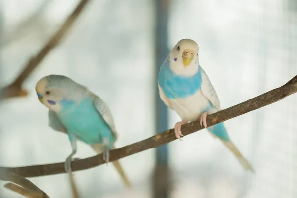 Mavi Beyaz Muhabbet Kuşu Papağan Ağaç Dalı Kafeste Oturur Kapat — Stok fotoğraf