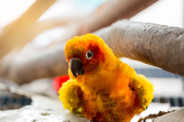 yellow and red parrot close up sits under tree branch in cage.