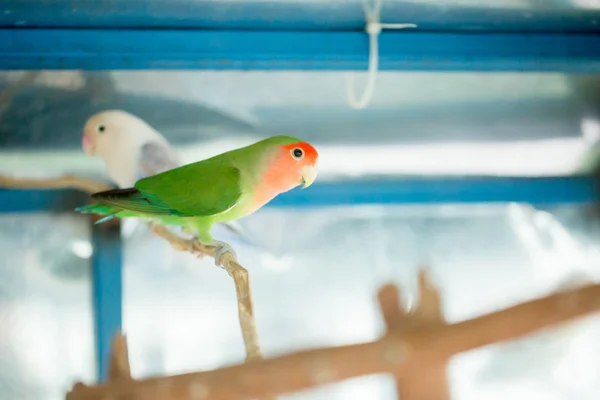 Green budgerigar parrot close up sits on tree branch in cage. Cute green budgie