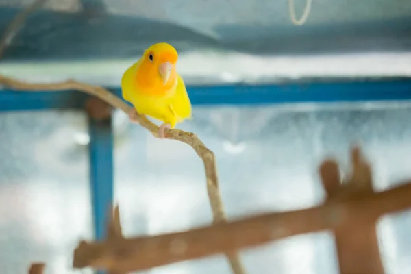 Gele Grasparkiet Papegaai Close Zit Vertakking Van Beslissingsstructuur Kooi Leuke — Stockfoto