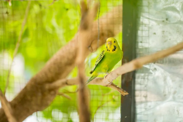 Loro Periquito Verde Cerca Sienta Rama Del Árbol Jaula Lindo — Foto de Stock