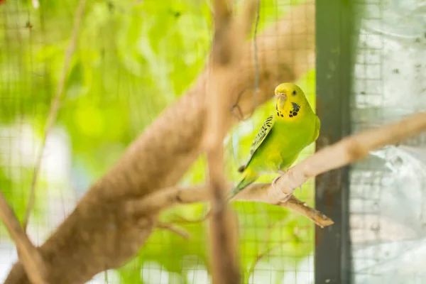 Pappagallo Budgerigar Verde Vicino Siede Ramo Albero Gabbia Carino Budgie — Foto Stock