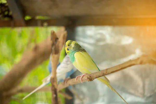 Green Budgerigar Parrot Close Sits Tree Branch Cage Cute Green — Stock Photo, Image