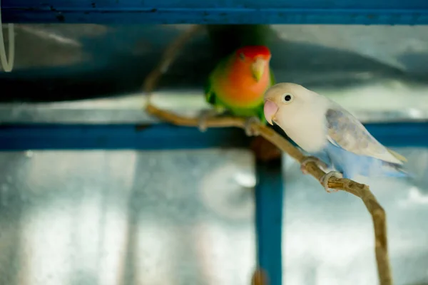 Papağan Yakın Çekim Beyaz Yeşil Muhabbet Kuşu Ağaç Dalı Kafeste — Stok fotoğraf