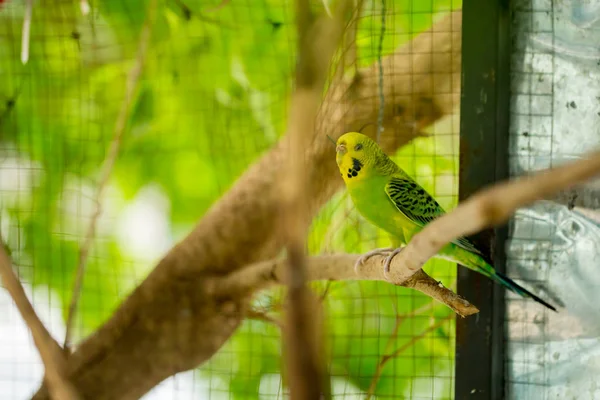 Green Budgerigar Parrot Close Sits Tree Branch Cage Cute Green — Stock Photo, Image
